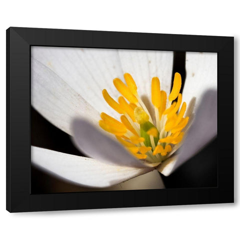 White Puccoon II Black Modern Wood Framed Art Print with Double Matting by Mansfield, Kathy