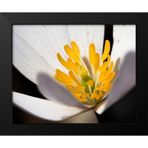 White Puccoon II Black Modern Wood Framed Art Print by Mansfield, Kathy