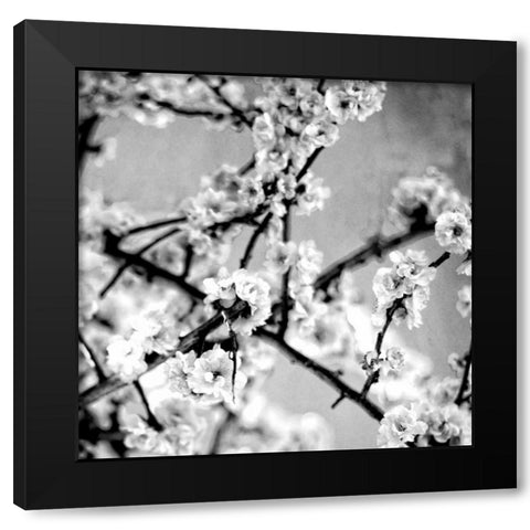 Black and White Blossoms I Black Modern Wood Framed Art Print with Double Matting by Bryant, Susan