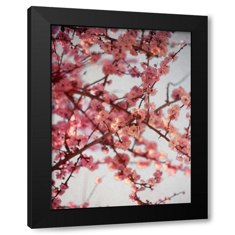 Cherry Blossoms I Black Modern Wood Framed Art Print by Bryant, Susan