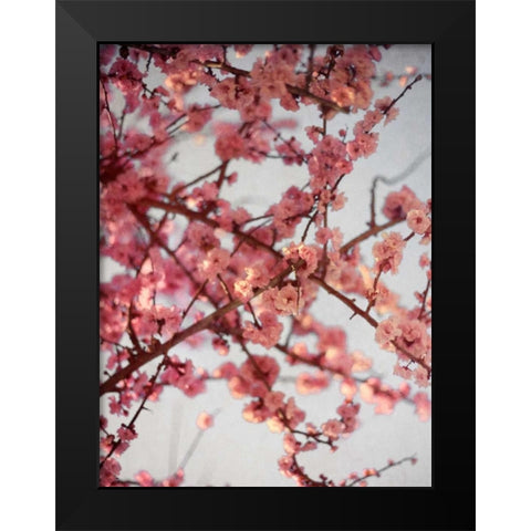 Cherry Blossoms I Black Modern Wood Framed Art Print by Bryant, Susan