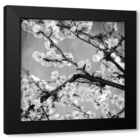 Black and White Blossoms II Black Modern Wood Framed Art Print by Bryant, Susan