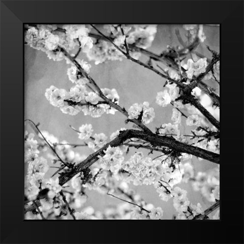 Black and White Blossoms II Black Modern Wood Framed Art Print by Bryant, Susan