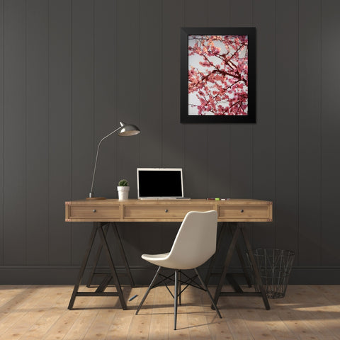 Cherry Blossoms II Black Modern Wood Framed Art Print by Bryant, Susan