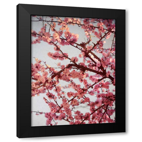 Cherry Blossoms II Black Modern Wood Framed Art Print with Double Matting by Bryant, Susan