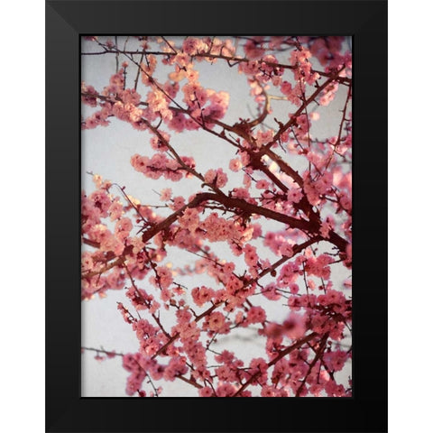 Cherry Blossoms II Black Modern Wood Framed Art Print by Bryant, Susan