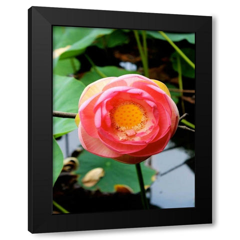 Red Lotus II Black Modern Wood Framed Art Print by Rodriguez, Jairo