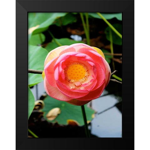 Red Lotus II Black Modern Wood Framed Art Print by Rodriguez, Jairo