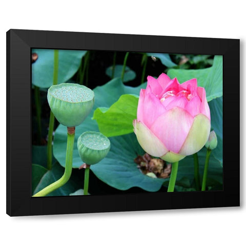 Purple Lotus I Black Modern Wood Framed Art Print by Rodriguez, Jairo