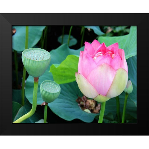 Purple Lotus I Black Modern Wood Framed Art Print by Rodriguez, Jairo