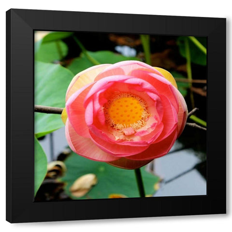 Red Lotus I Black Modern Wood Framed Art Print with Double Matting by Rodriguez, Jairo