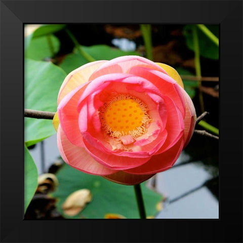 Red Lotus I Black Modern Wood Framed Art Print by Rodriguez, Jairo