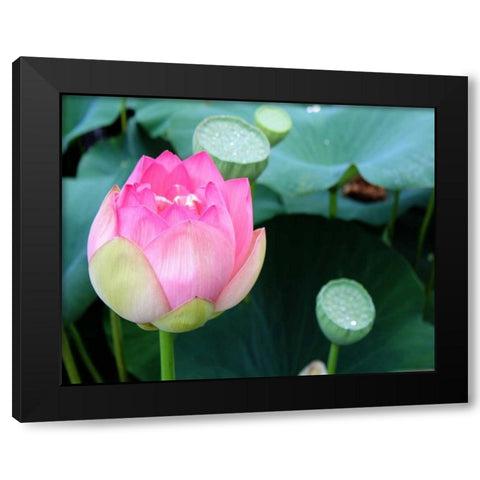 Purple Lotus II Black Modern Wood Framed Art Print by Rodriguez, Jairo