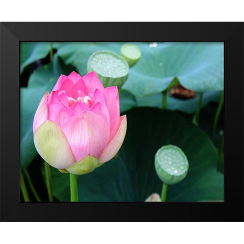 Purple Lotus II Black Modern Wood Framed Art Print by Rodriguez, Jairo