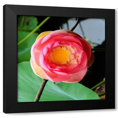 Red Lotus II Black Modern Wood Framed Art Print with Double Matting by Rodriguez, Jairo