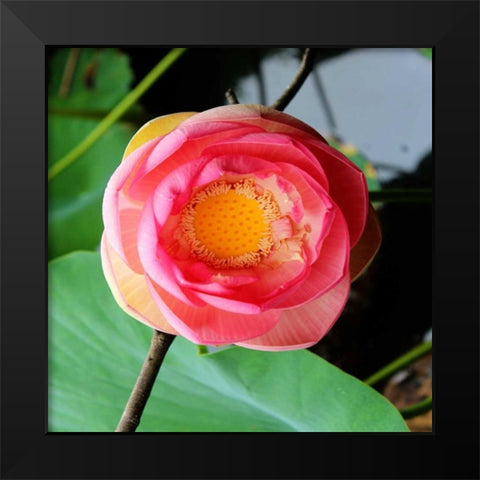 Red Lotus II Black Modern Wood Framed Art Print by Rodriguez, Jairo