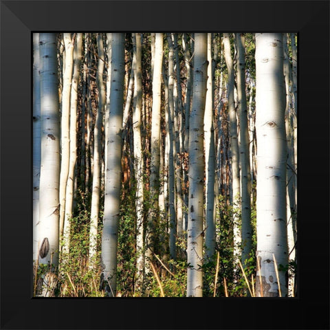 Aspen Grove I Black Modern Wood Framed Art Print by Mansfield, Kathy