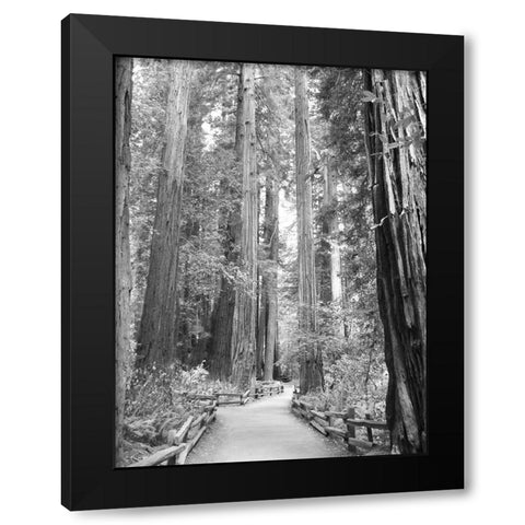 Tree Path I Black Modern Wood Framed Art Print by Mansfield, Kathy