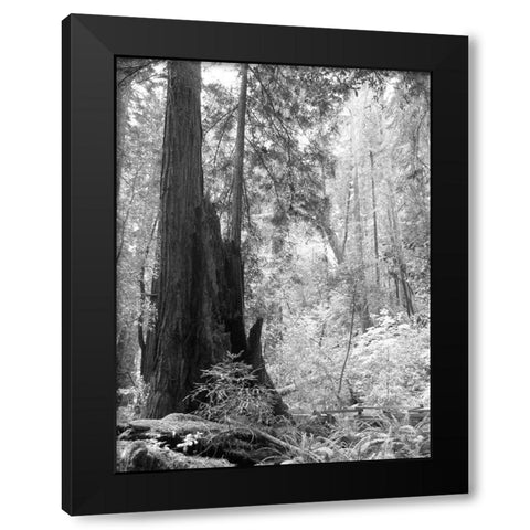 Tree Path II Black Modern Wood Framed Art Print with Double Matting by Mansfield, Kathy