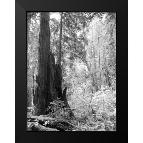 Tree Path II Black Modern Wood Framed Art Print by Mansfield, Kathy