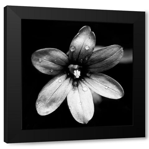 Black and White Bloom I Black Modern Wood Framed Art Print by Mansfield, Kathy