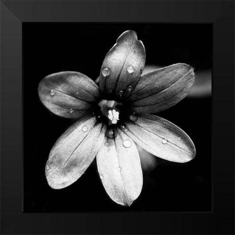 Black and White Bloom I Black Modern Wood Framed Art Print by Mansfield, Kathy