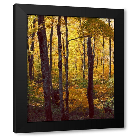 Sanctuary Woods I Black Modern Wood Framed Art Print by Mansfield, Kathy