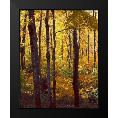Sanctuary Woods I Black Modern Wood Framed Art Print by Mansfield, Kathy