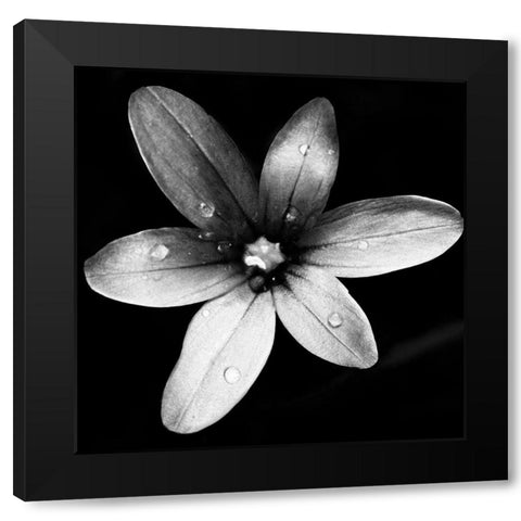 Black and White Bloom II Black Modern Wood Framed Art Print with Double Matting by Mansfield, Kathy
