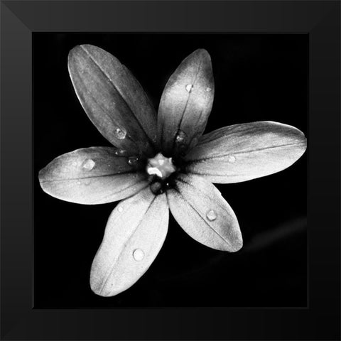 Black and White Bloom II Black Modern Wood Framed Art Print by Mansfield, Kathy