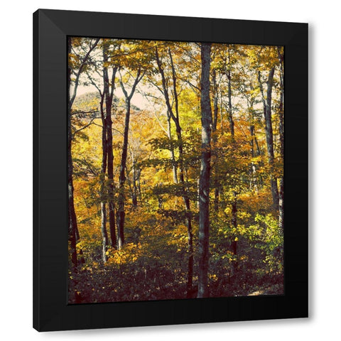 Sanctuary Woods II Black Modern Wood Framed Art Print with Double Matting by Mansfield, Kathy