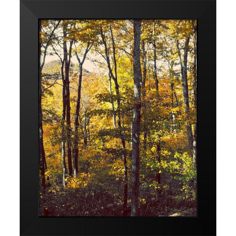 Sanctuary Woods II Black Modern Wood Framed Art Print by Mansfield, Kathy