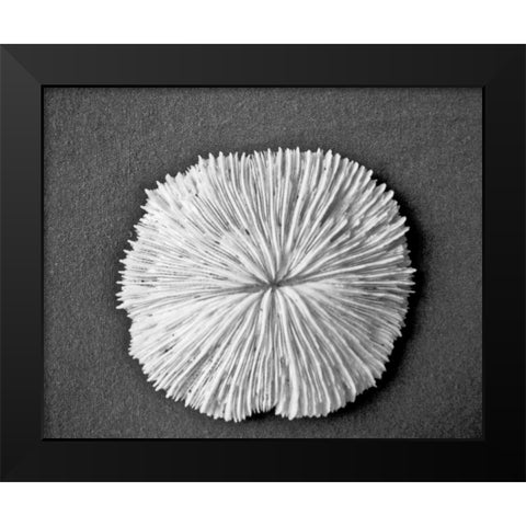 Sand Dollar I Black Modern Wood Framed Art Print by Rodriguez, Jairo