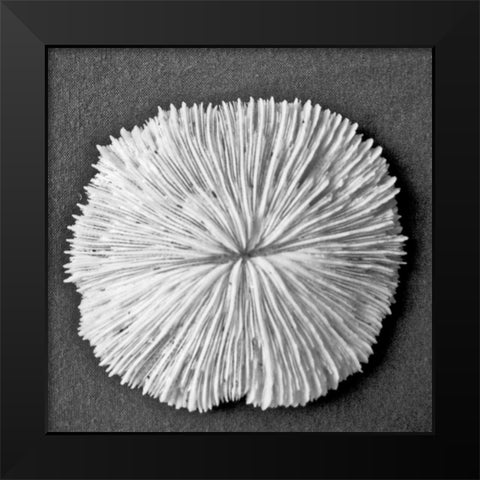 Sun Dollar I Black Modern Wood Framed Art Print by Rodriguez, Jairo