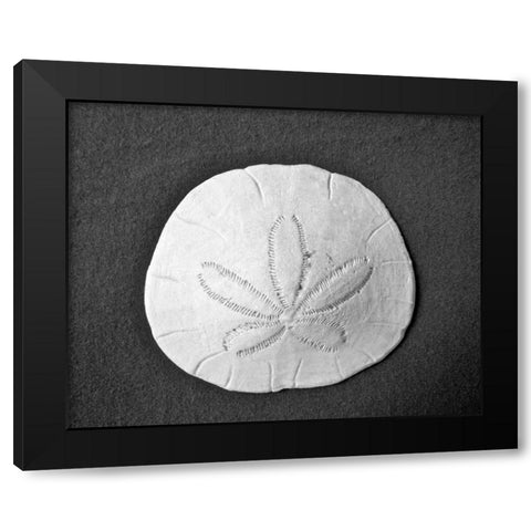 Sand Dollar II Black Modern Wood Framed Art Print with Double Matting by Rodriguez, Jairo