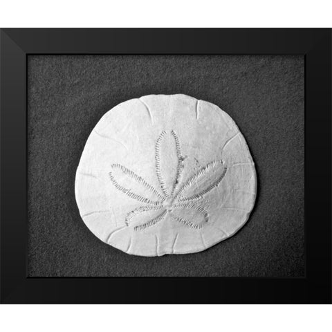 Sand Dollar II Black Modern Wood Framed Art Print by Rodriguez, Jairo