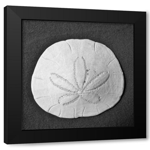 Sun Dollar II Black Modern Wood Framed Art Print with Double Matting by Rodriguez, Jairo