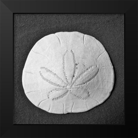 Sun Dollar II Black Modern Wood Framed Art Print by Rodriguez, Jairo