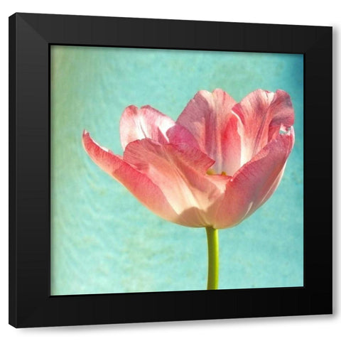 Pink Tulip Black Modern Wood Framed Art Print with Double Matting by Peck, Gail