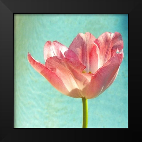 Pink Tulip Black Modern Wood Framed Art Print by Peck, Gail