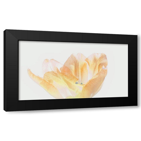 Happy Birthday Black Modern Wood Framed Art Print with Double Matting by Peck, Gail