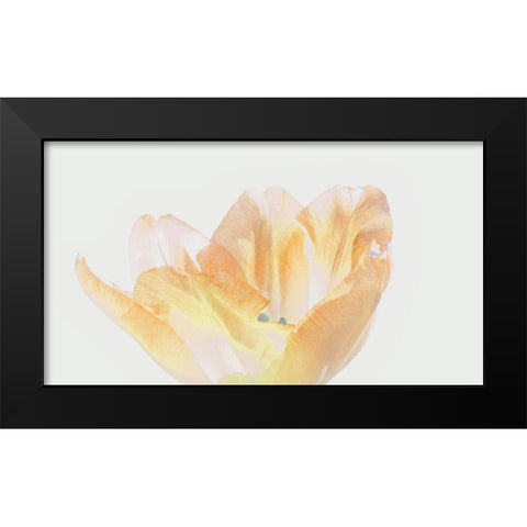Happy Birthday Black Modern Wood Framed Art Print by Peck, Gail