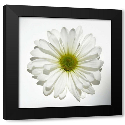 White Daisy Black Modern Wood Framed Art Print by Peck, Gail