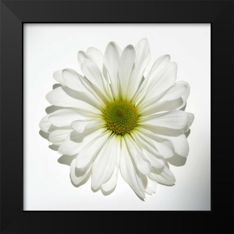White Daisy Black Modern Wood Framed Art Print by Peck, Gail