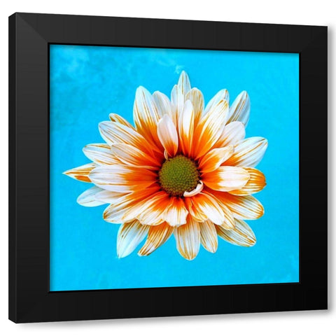 Peach Daisy Black Modern Wood Framed Art Print by Peck, Gail
