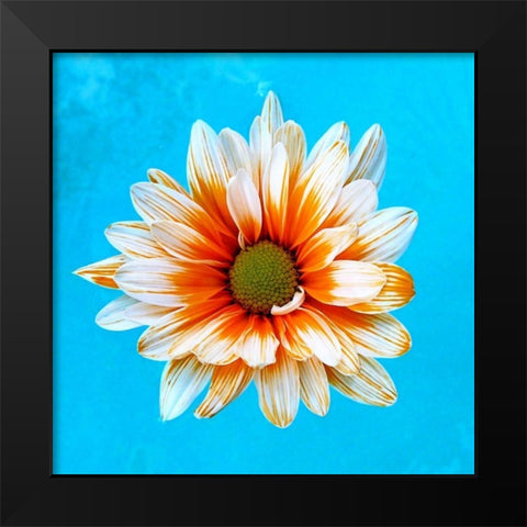 Peach Daisy Black Modern Wood Framed Art Print by Peck, Gail