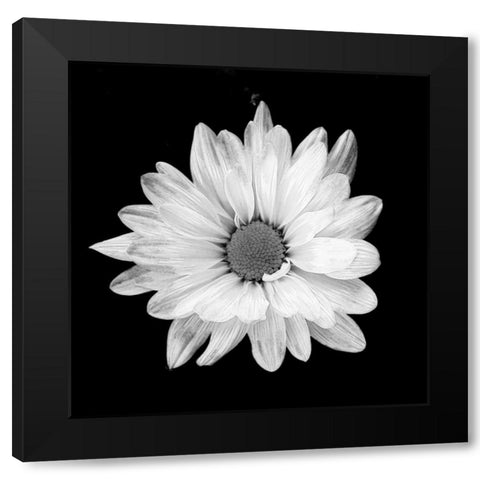 White Daisy Black Modern Wood Framed Art Print with Double Matting by Peck, Gail
