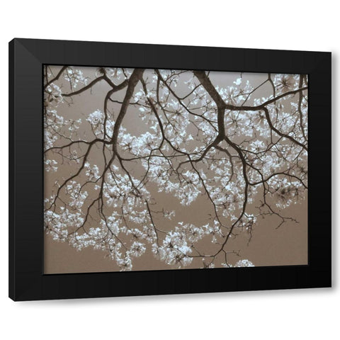 White Blossoms Black Modern Wood Framed Art Print with Double Matting by Peck, Gail
