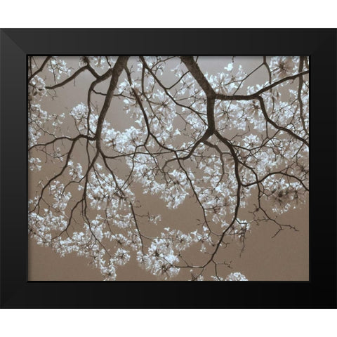 White Blossoms Black Modern Wood Framed Art Print by Peck, Gail