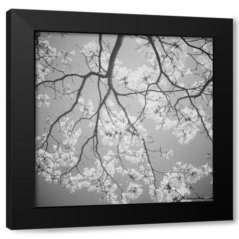 Blossoms on Gray I Black Modern Wood Framed Art Print with Double Matting by Peck, Gail